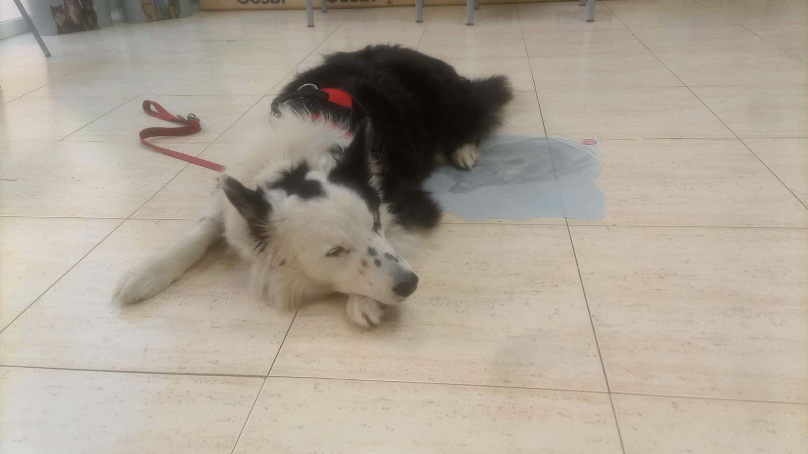 Clínica veterinaria Aralla