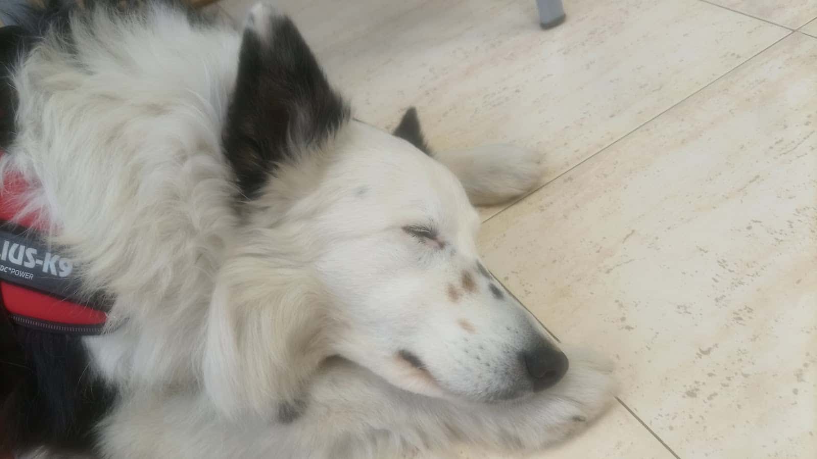 Clínica veterinaria Aralla