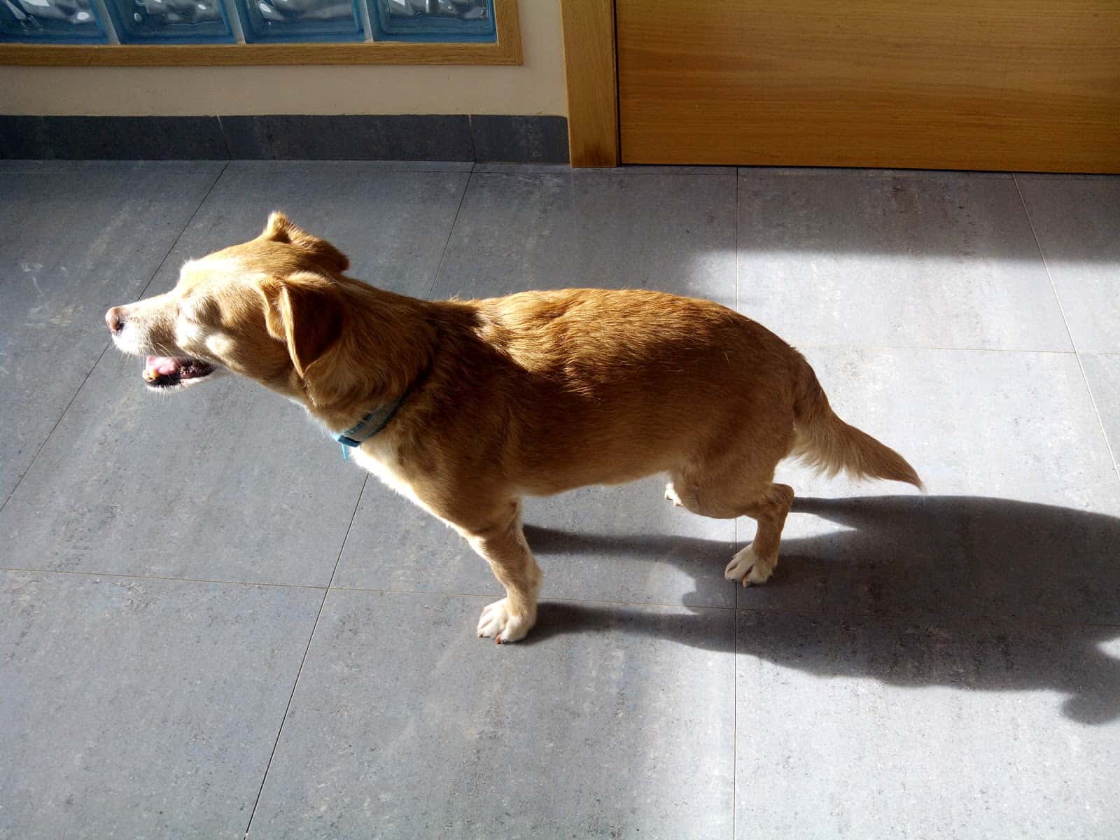 Veterinaria El Amparo Cb La Roda