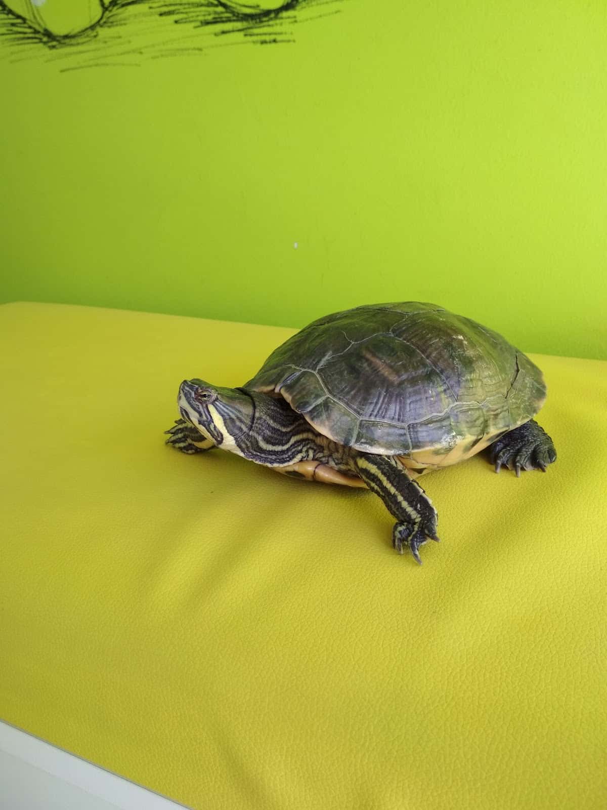 Clínica Veterinaria La Roda
