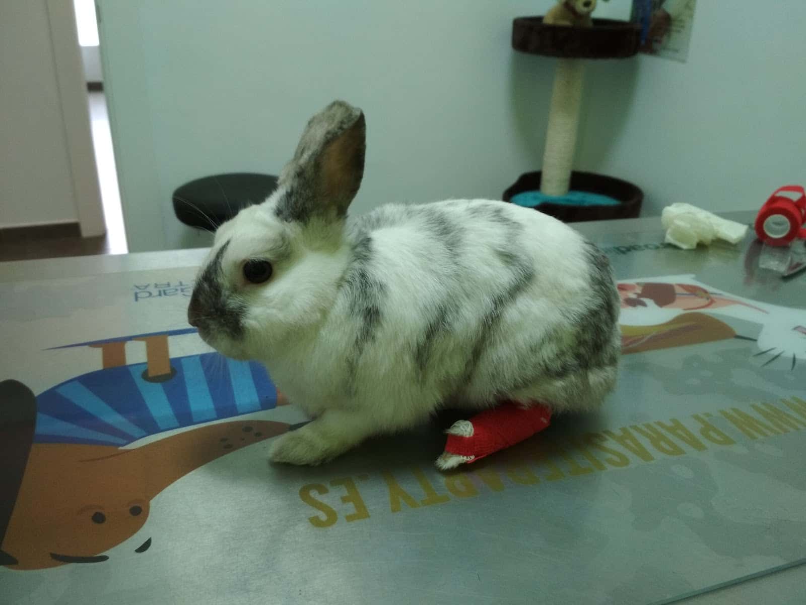Clínica Veterinaria La Roda