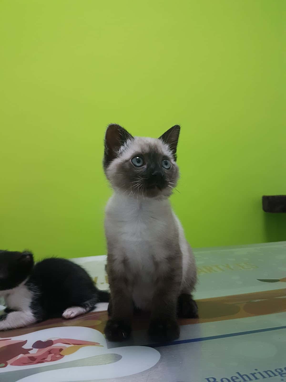 Clínica Veterinaria La Roda
