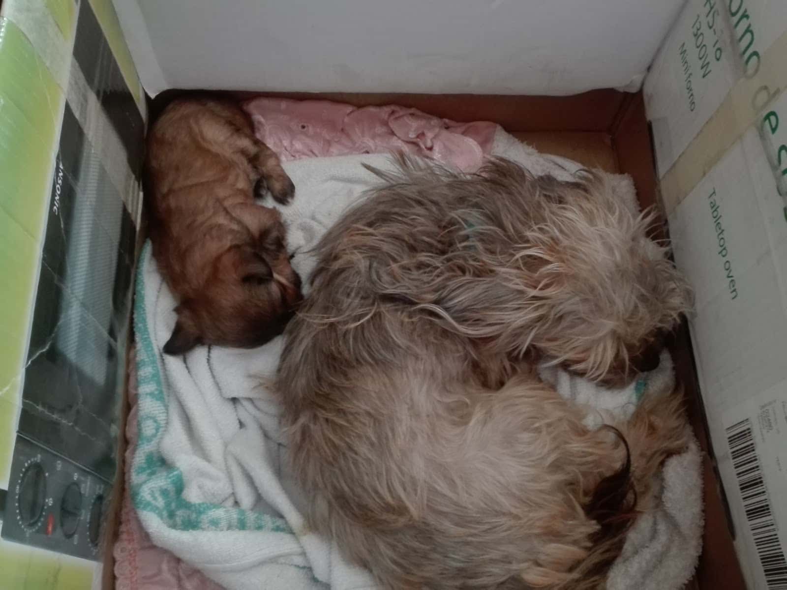 Clínica Veterinaria Víctor Serena