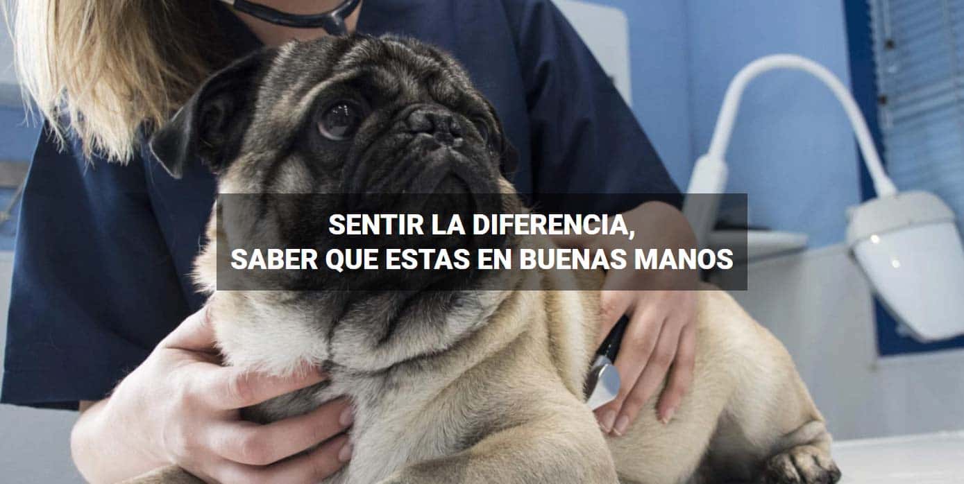 clinica veterinaria sanus veterinario clinica en hellin en albacete principalImage ADOPTA Sitios Pet Friendly