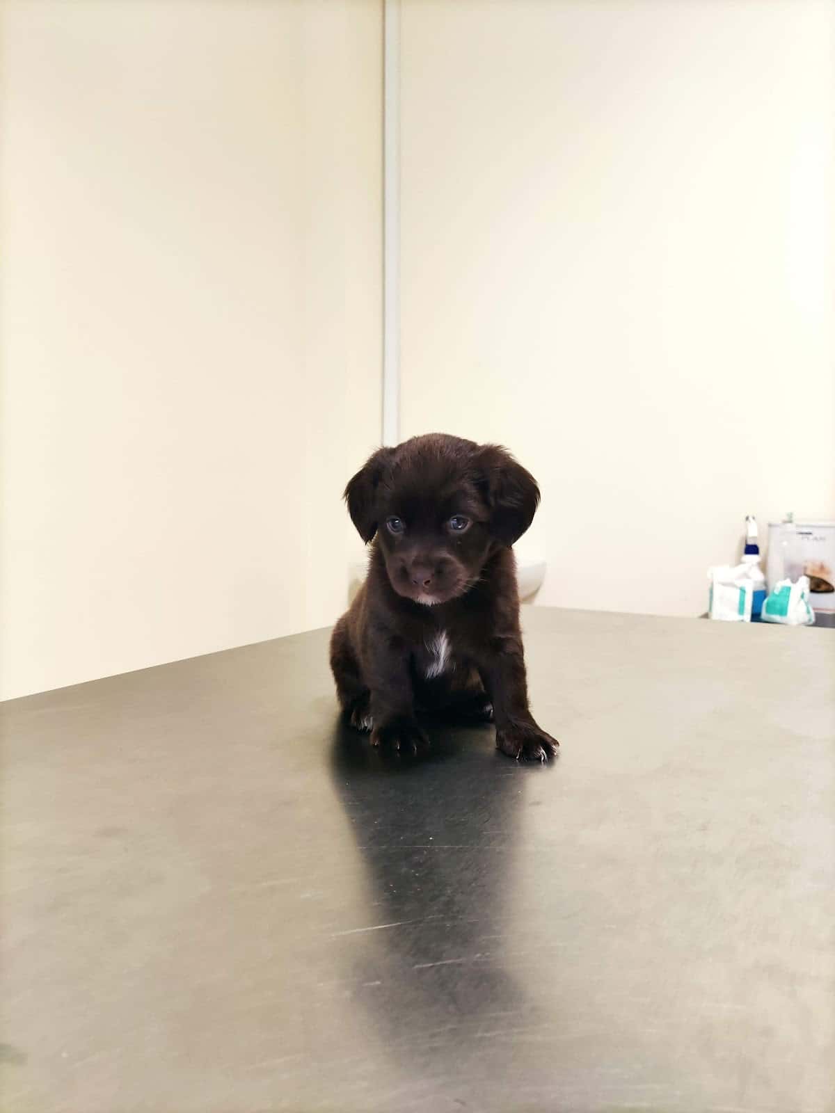 CLÍNICA VETERINARIA La Mola