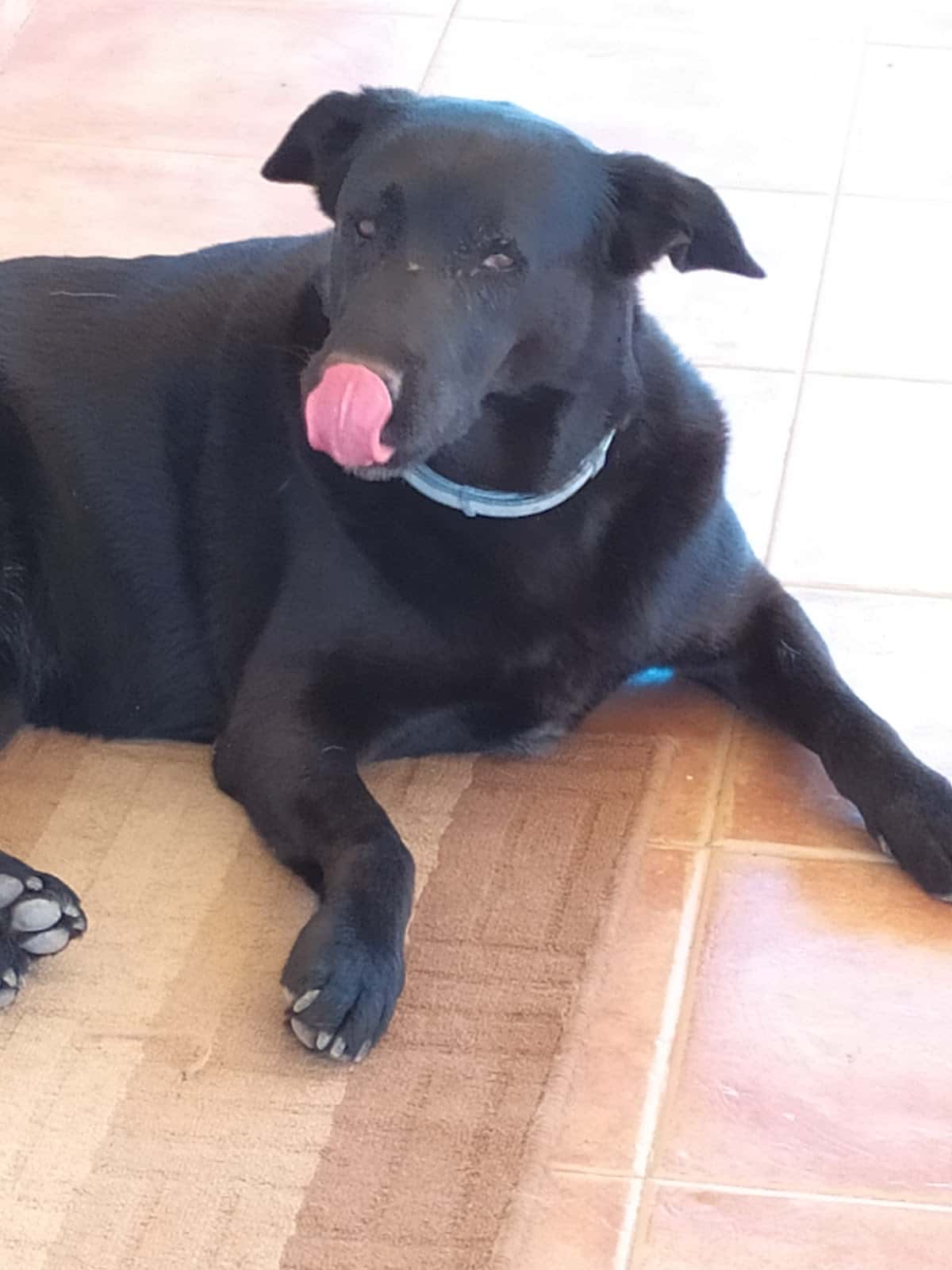 CLÍNICA VETERINARIA La Mola