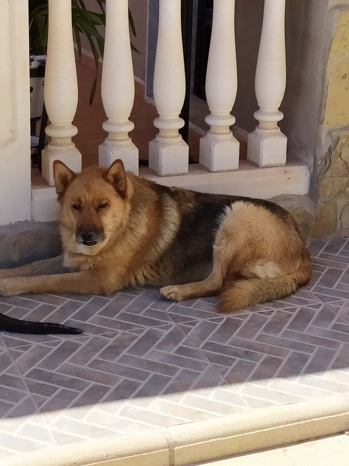 CLÍNICA VETERINARIA La Mola