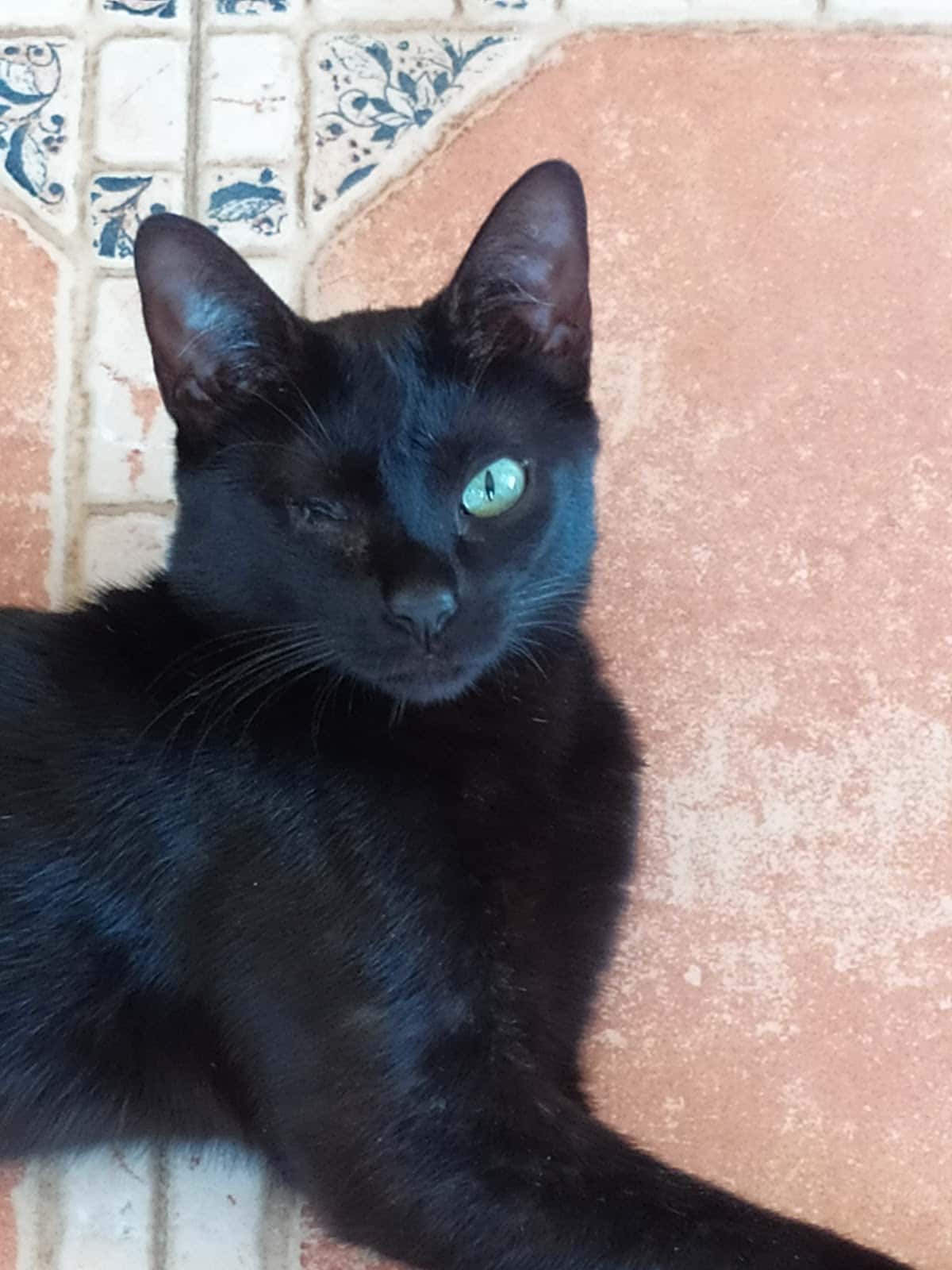 CLÍNICA VETERINARIA La Mola