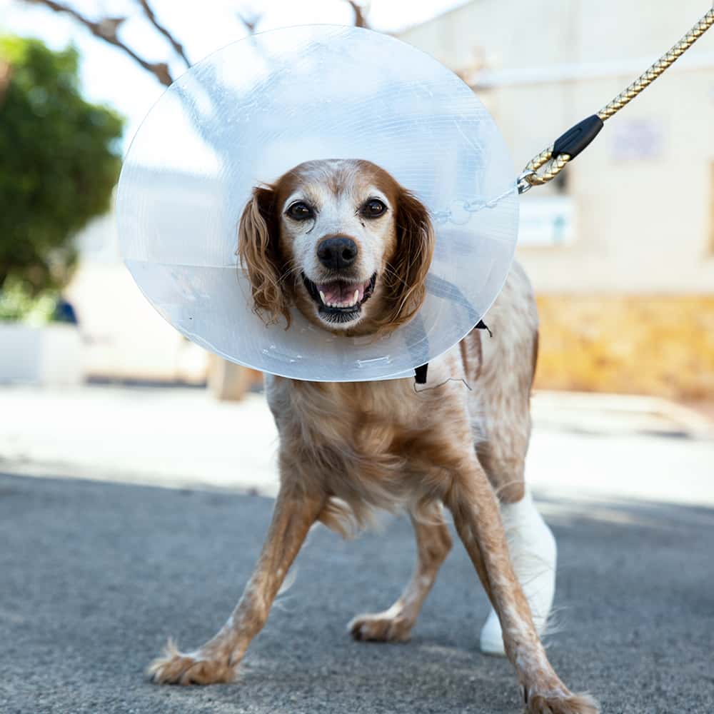 Hospital Veterinario Menescal Urgencias. Novelda, Alicante