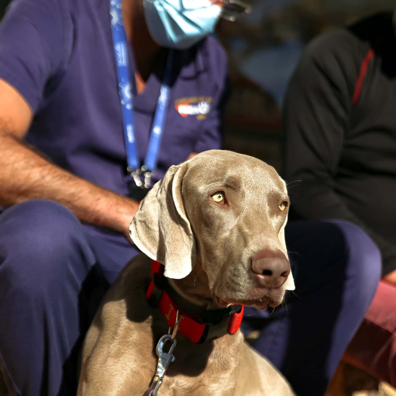 Hospital Veterinario Menescal Urgencias. Novelda, Alicante