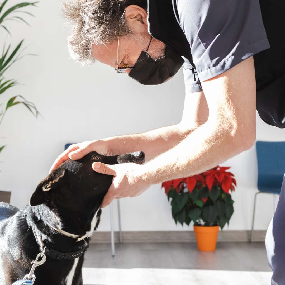 Hospital Veterinario Menescal Urgencias. Novelda, Alicante