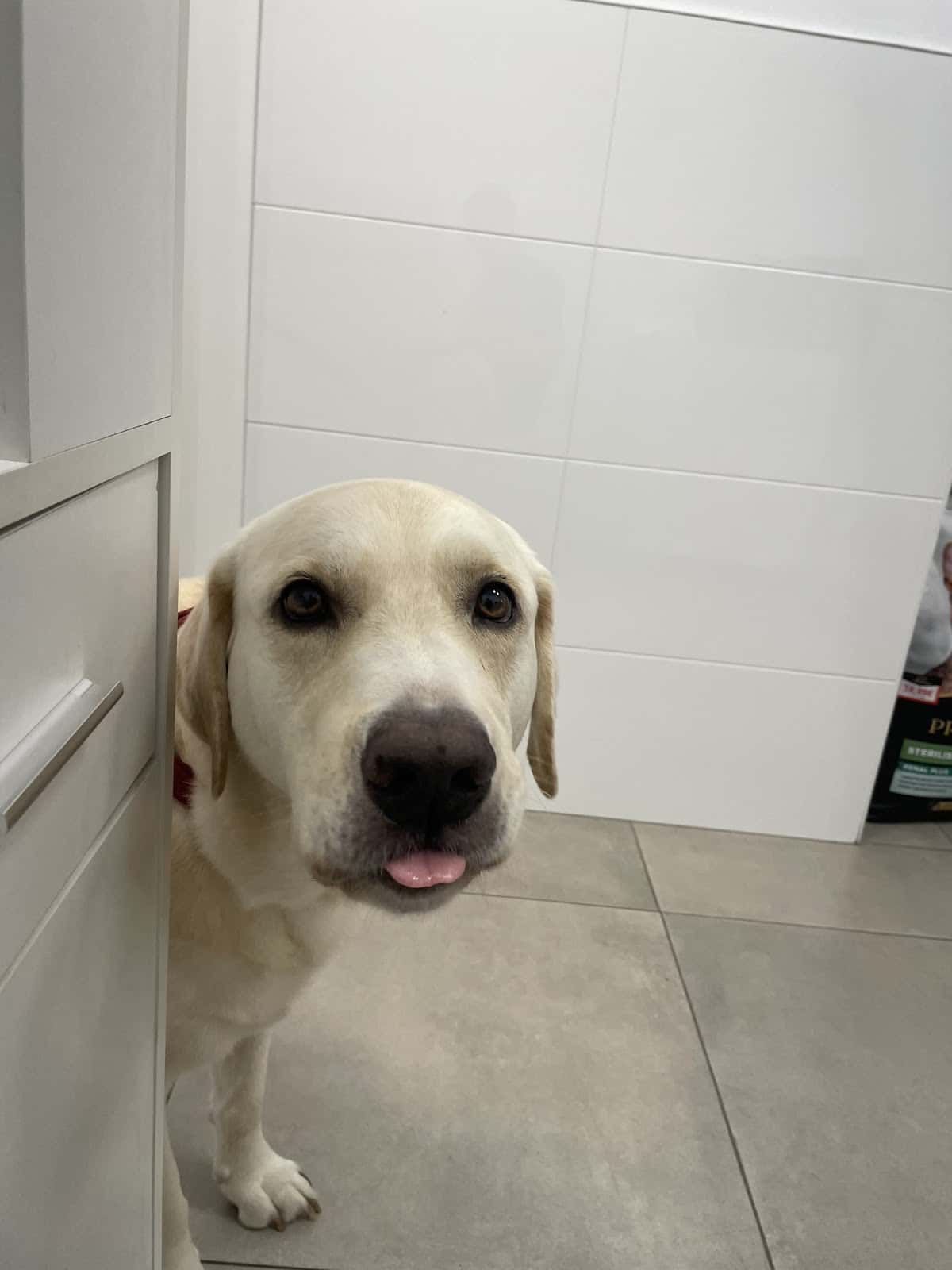 Clínica Veterinària Albeytar