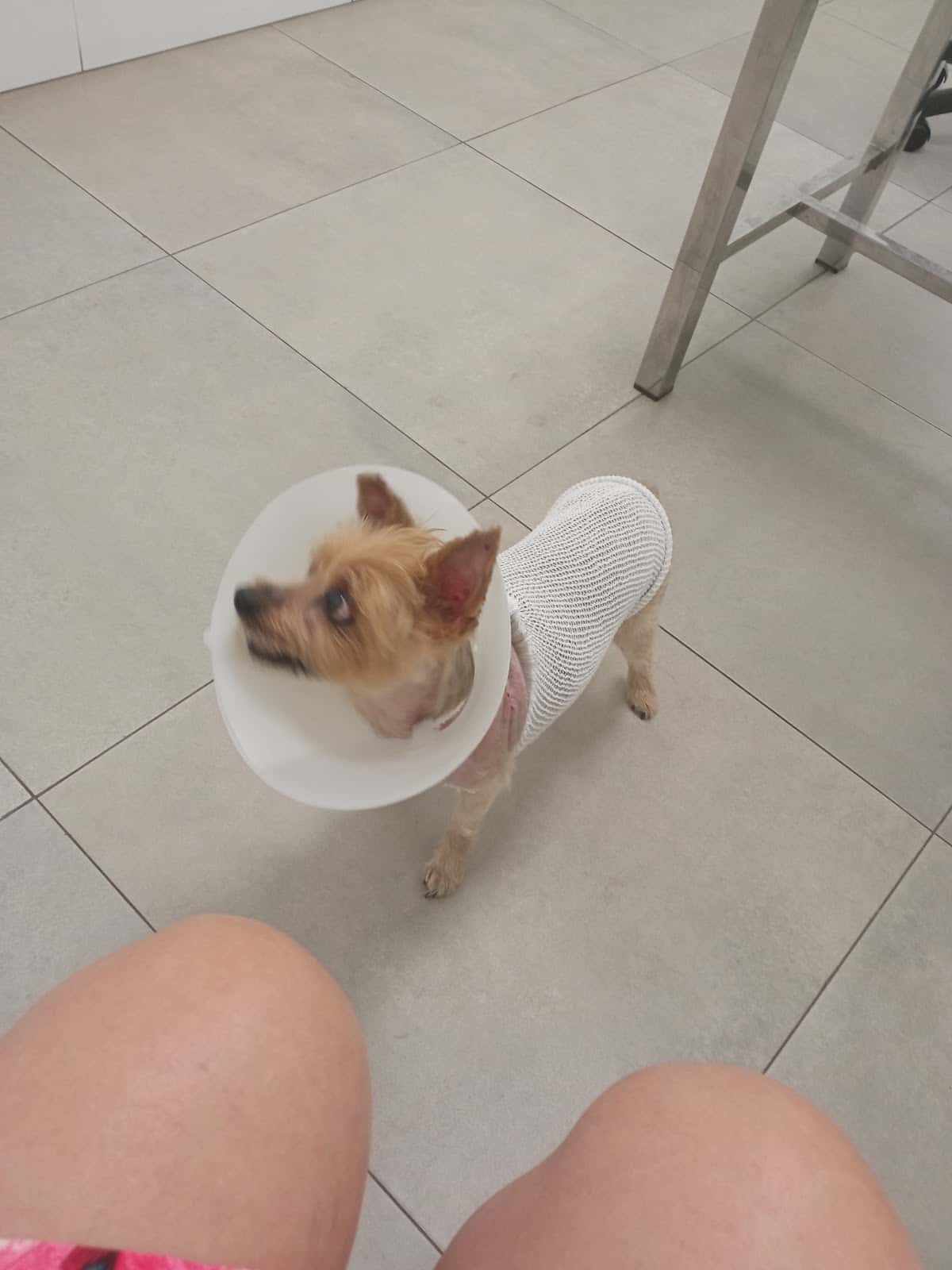 Clínica Veterinària Albeytar