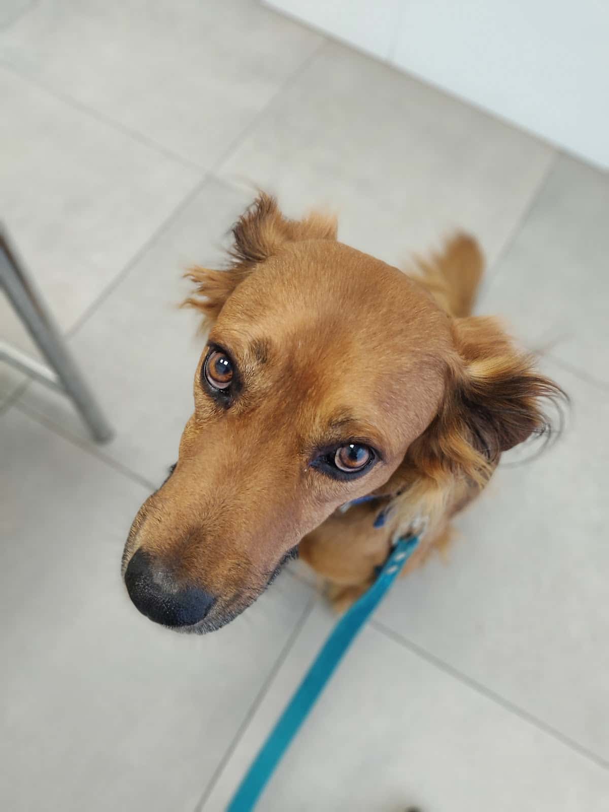 Clínica Veterinària Albeytar