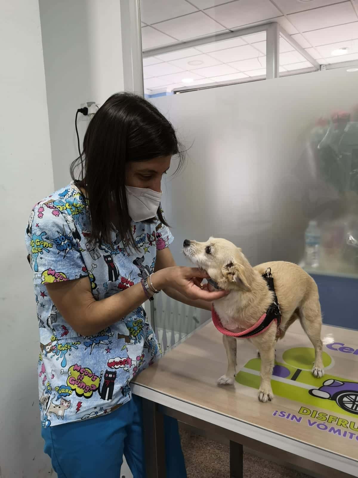 Clinica veterinaria izquierdo
