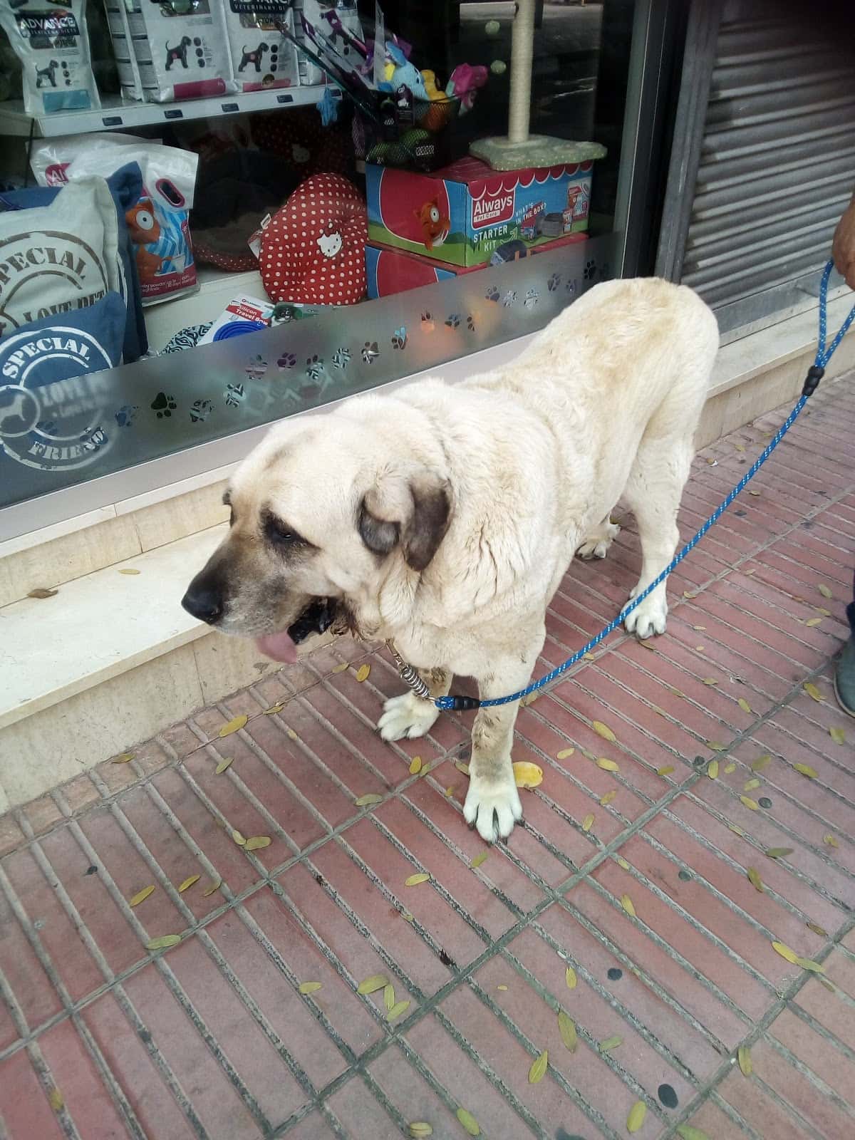 clinica veterinaria izquierdo veterinario clinica en san vicente del raspeig en alicante photo undefined ADOPTA Sitios Pet Friendly