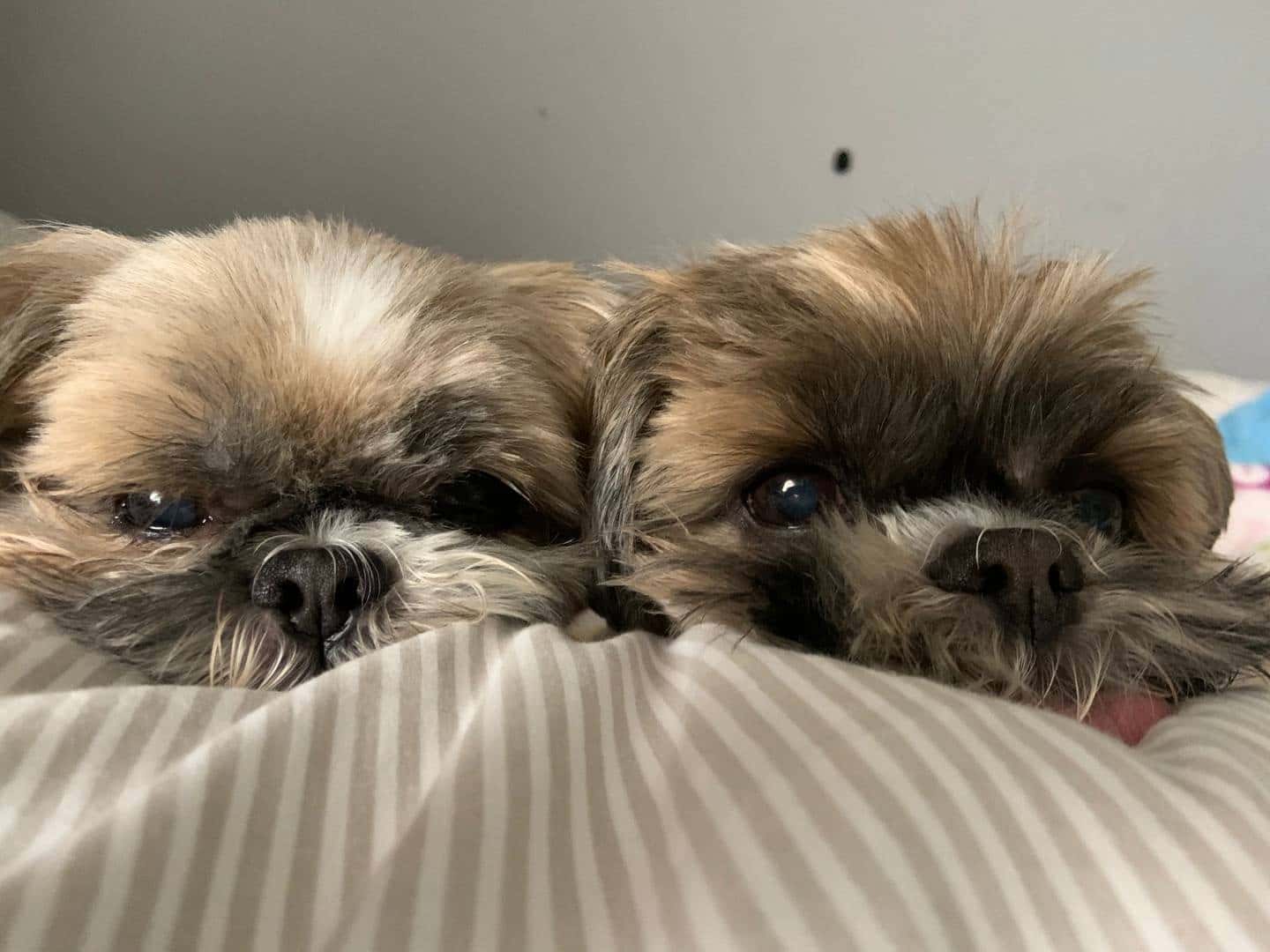 AniCura San Vicente Hospital Veterinario