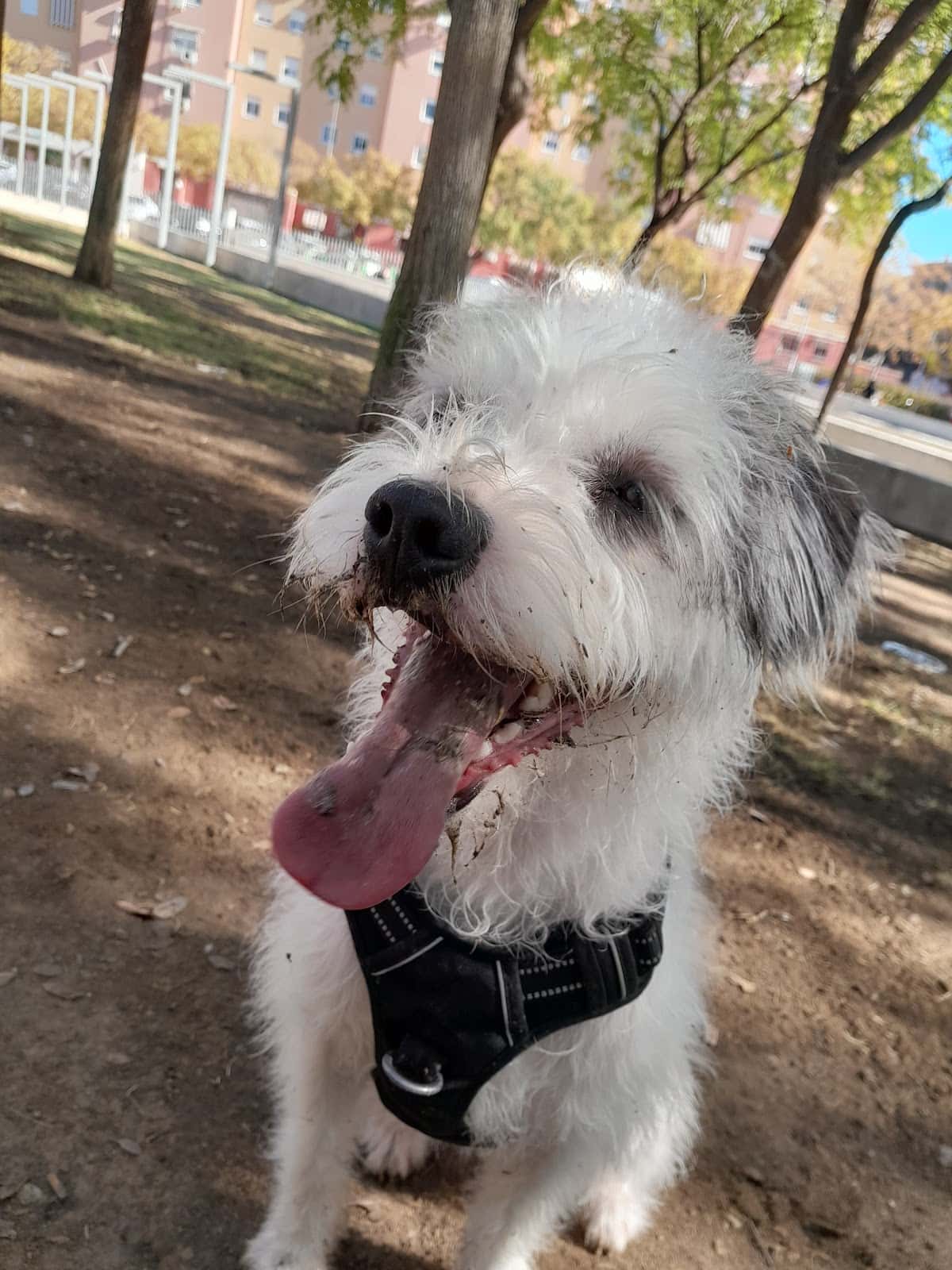 Leucanis Policlínico Veterinario