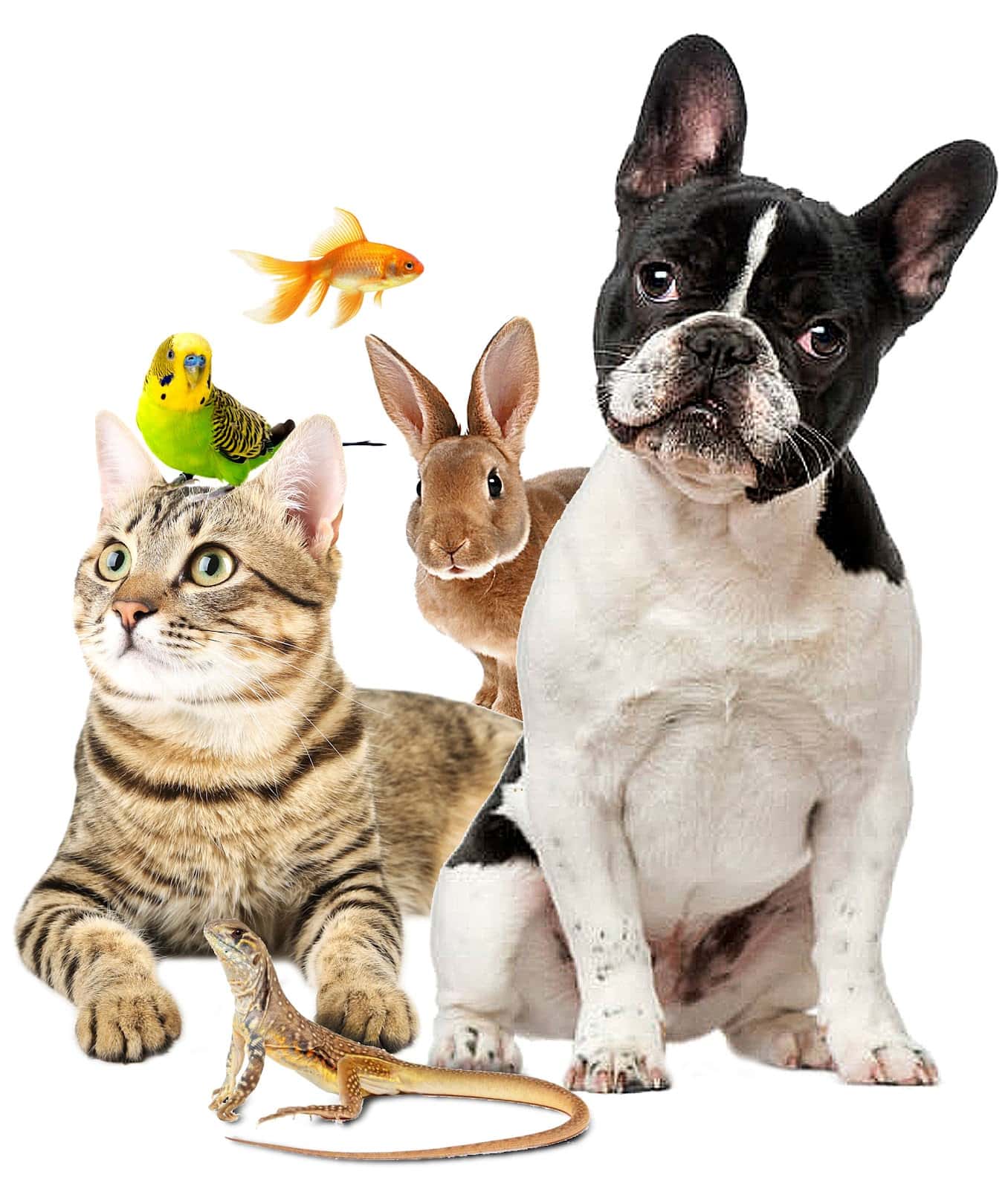 consulta vererinaria  mascotas dama  veterinario centro en petrer en alicante principalImage ADOPTA Sitios Pet Friendly