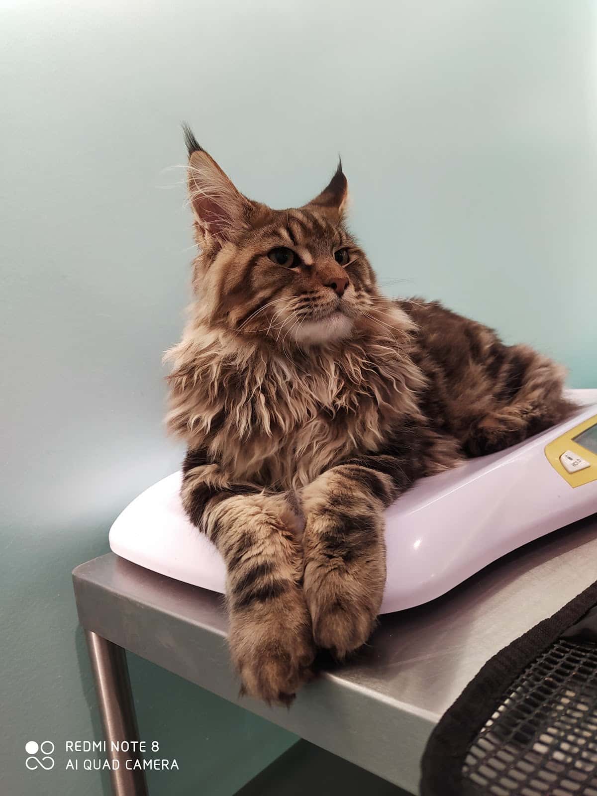 Clínica Veterinaria Vinalopó