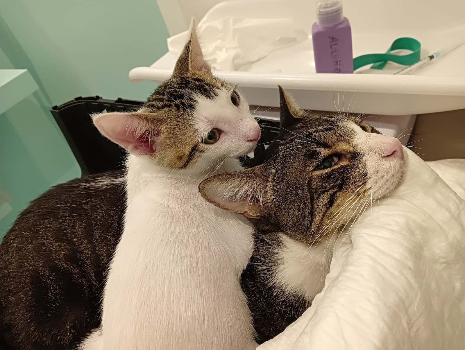 Clínica Veterinaria Vinalopó