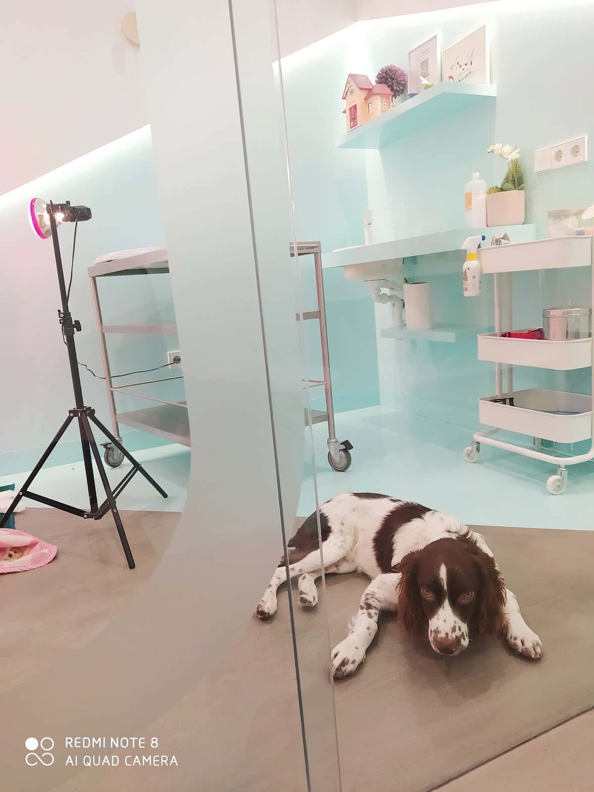 Clínica Veterinaria Vinalopó