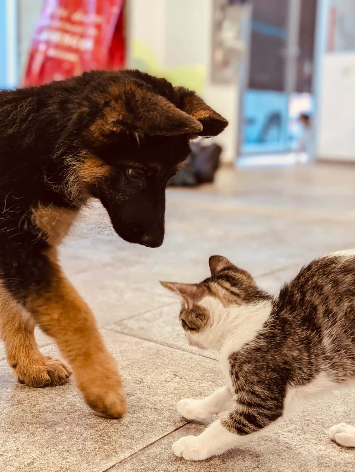 mayvet policlinica veterinaria veterinario clinica en elda en alicante principalImage ADOPTA Sitios Pet Friendly