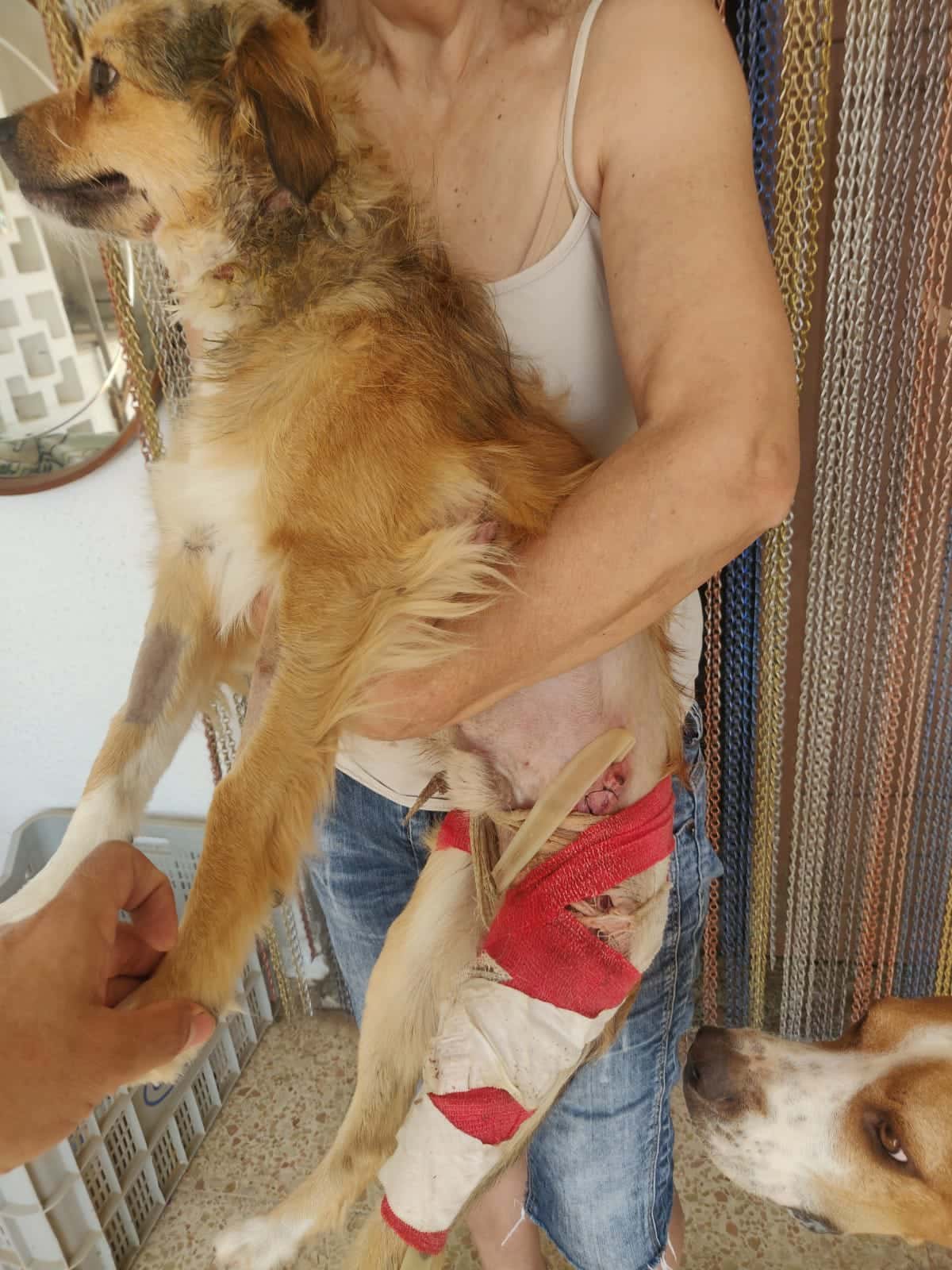 Clínica Veterinaria Perritos Petrer
