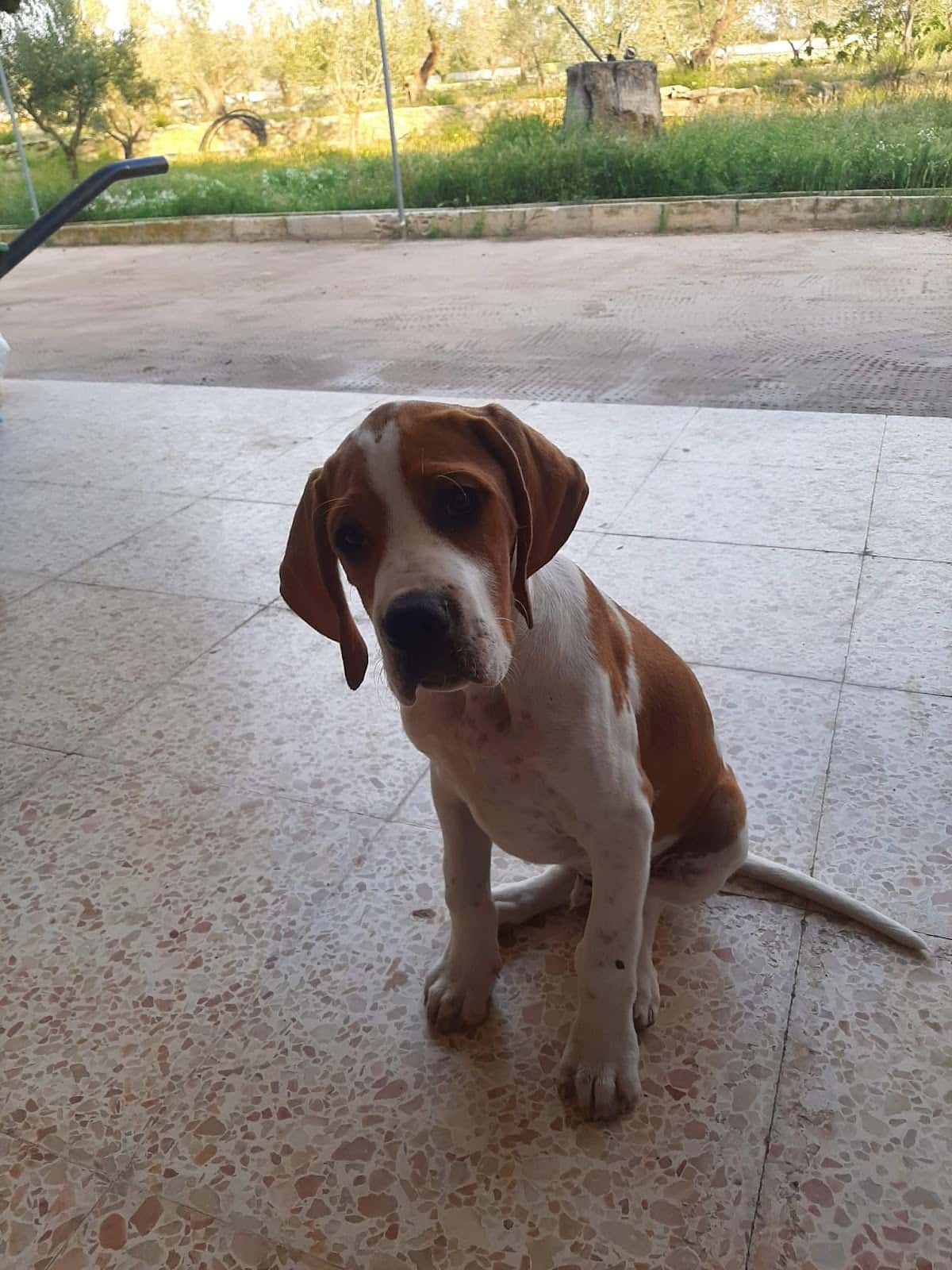 Clínica Veterinaria Perritos Petrer