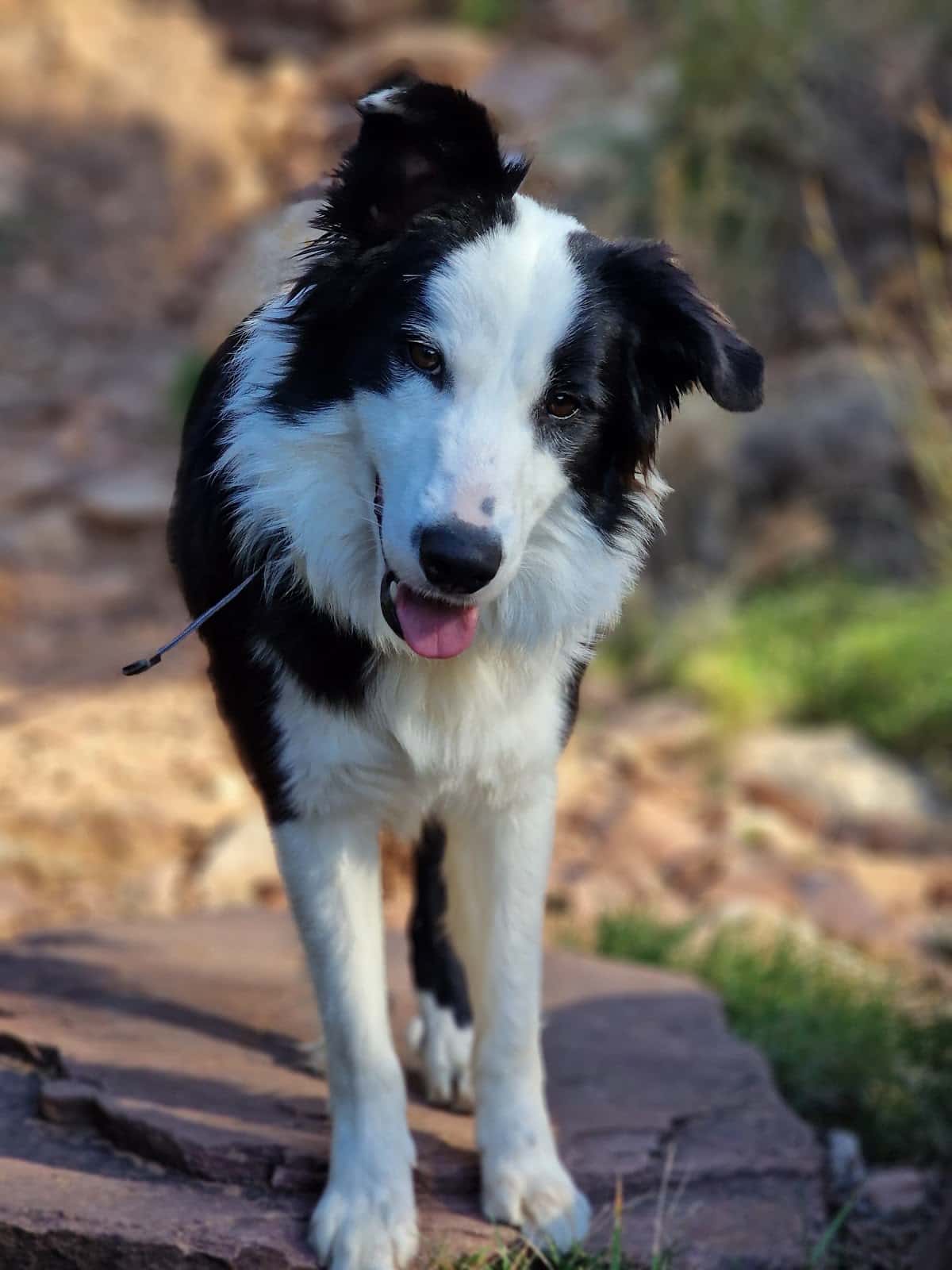 Clínica Veterinaria Perritos Petrer