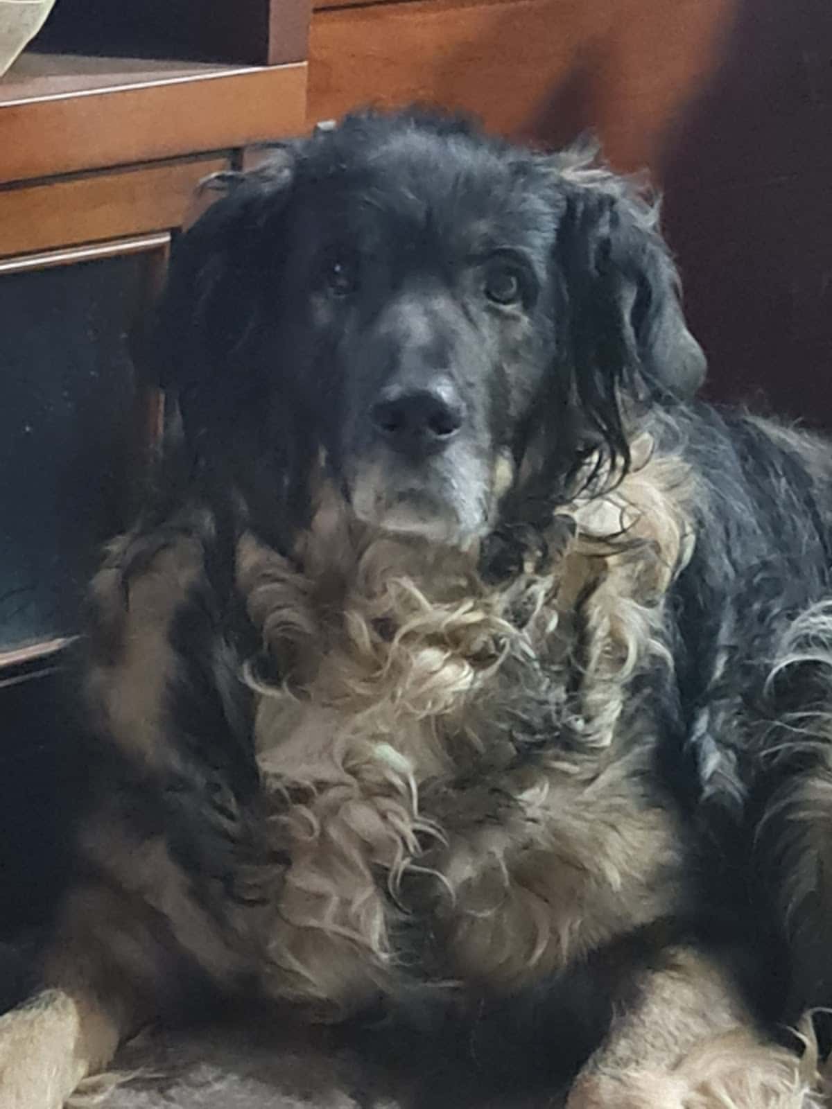 Clínica Veterinaria La Plana