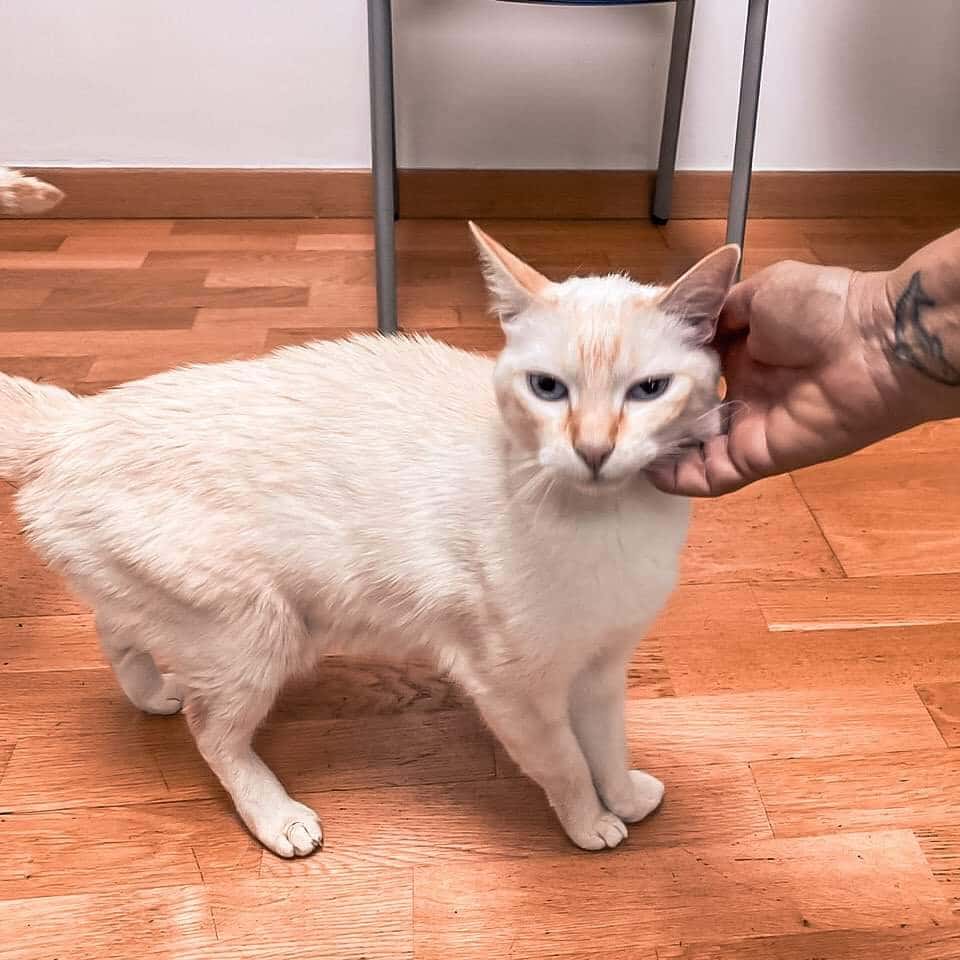 Ágora Clínica Veterinaria