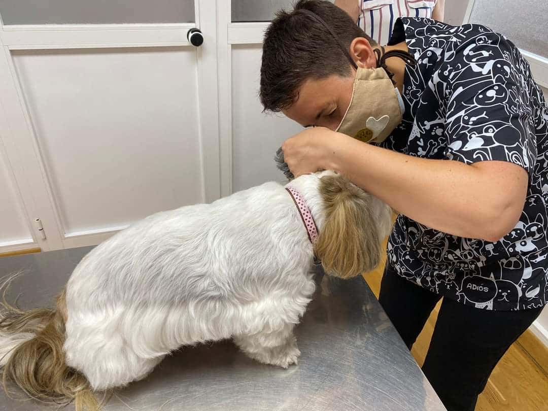 Ágora Clínica Veterinaria