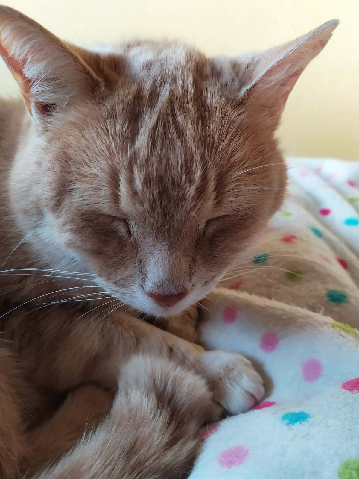 Clínica Veterinaria hiroc