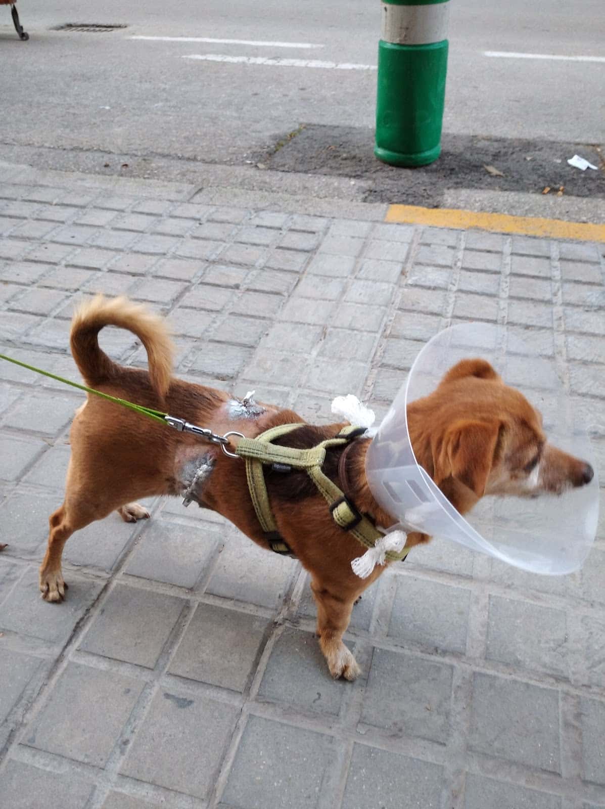 Clínica Veterinaria hiroc