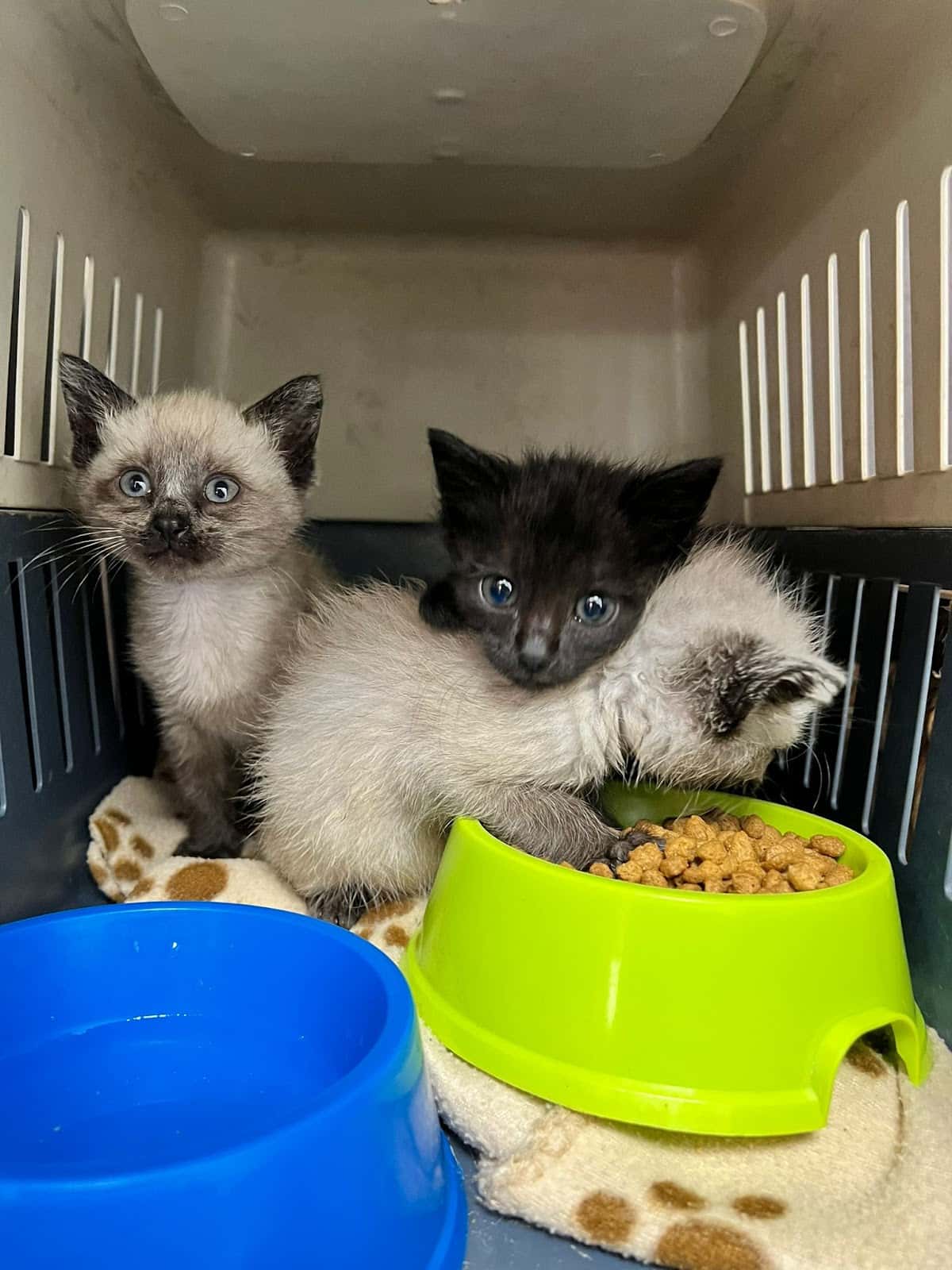 Clínica Veterinaria hiroc