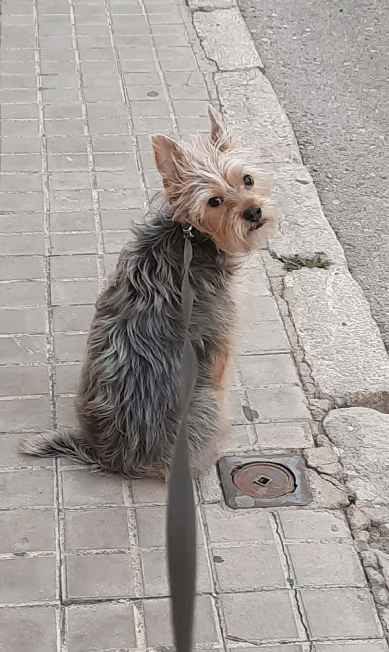 Aitana Clínica Veterinària