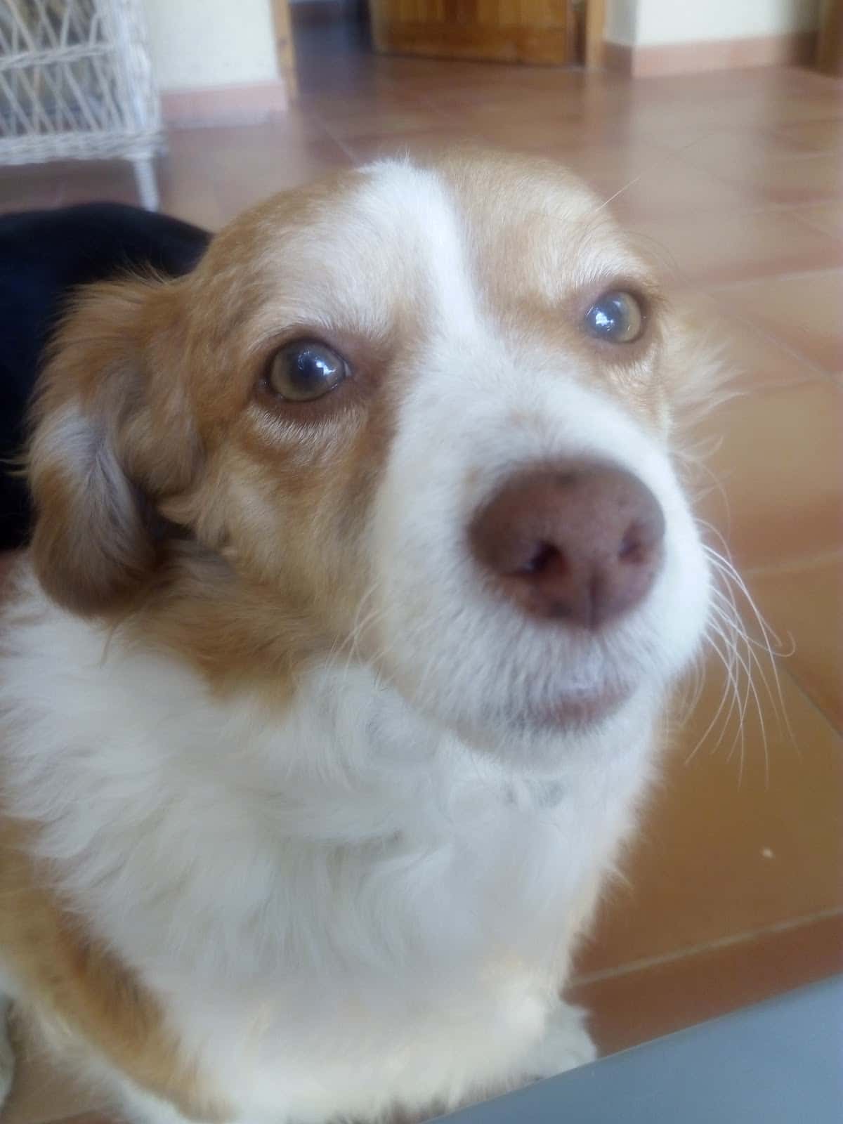 Sant Rafel Clínica Veterinaria