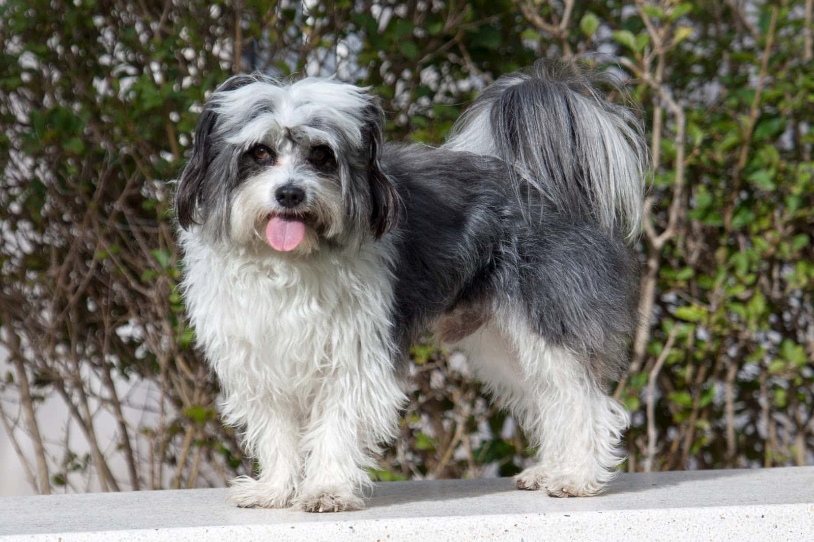 Clinica Veterinaria Gismar