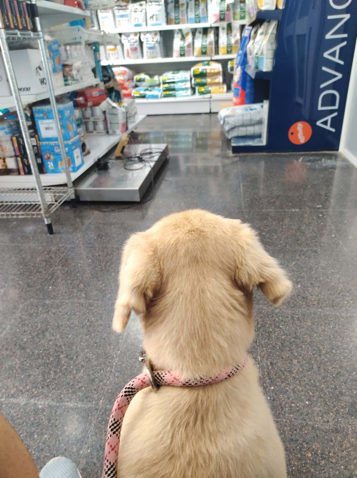 Clínica Veterinaria San Antón Dolores