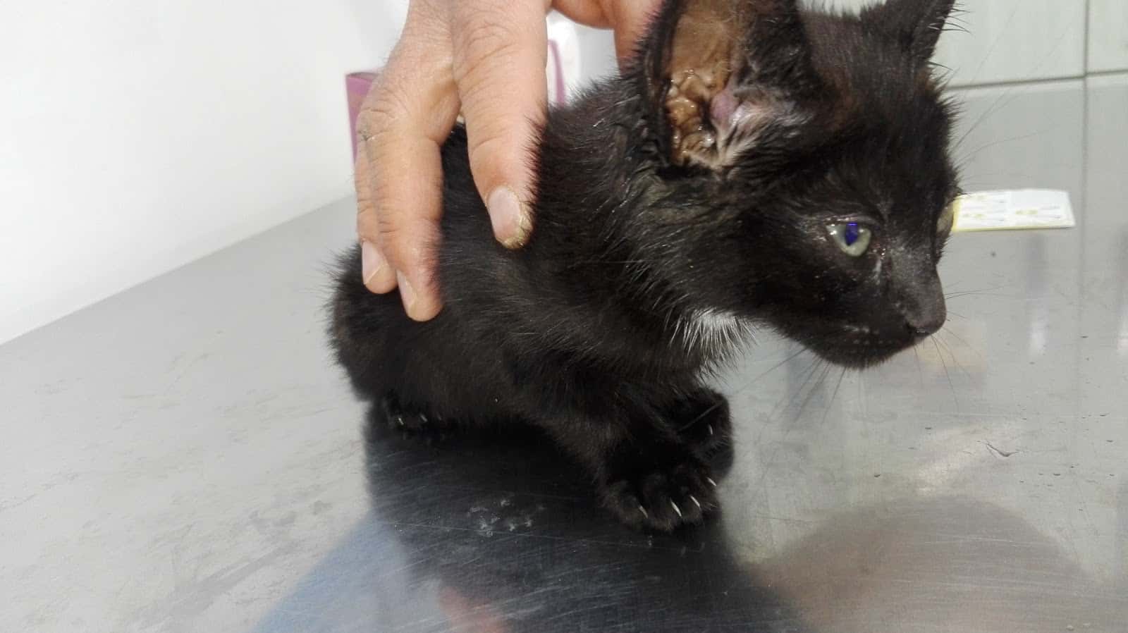 Clínica Veterinaria Benejuzar