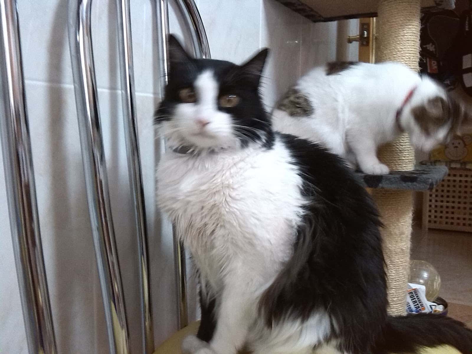 Clínica Veterinaria Benejuzar