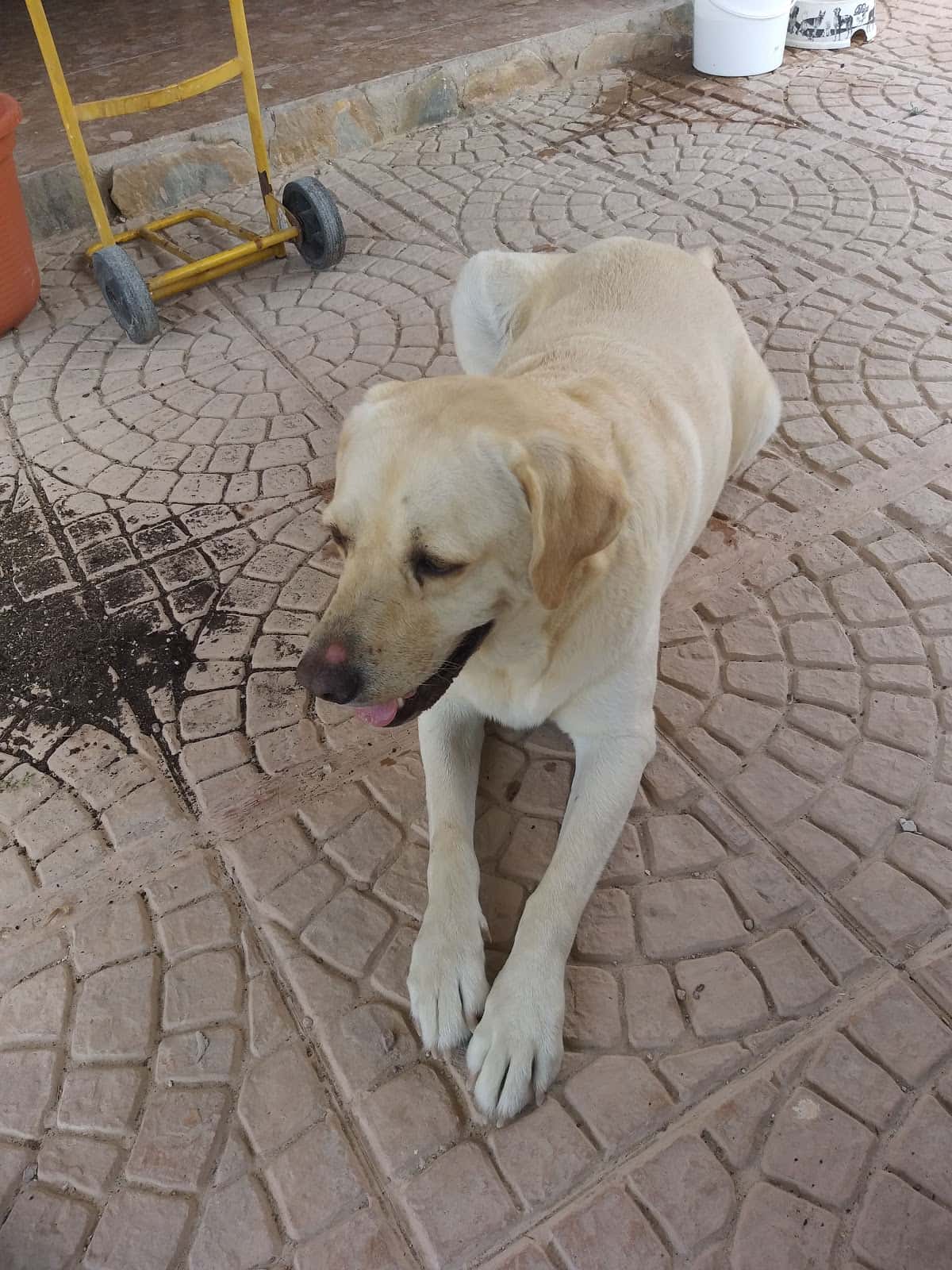 Clínica Veterinaria El Perro Verde
