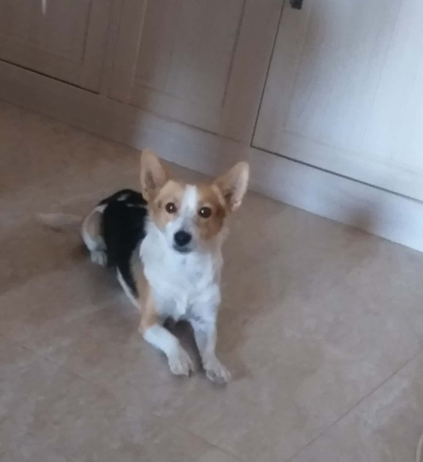 Clínica Veterinaria El Perro Verde