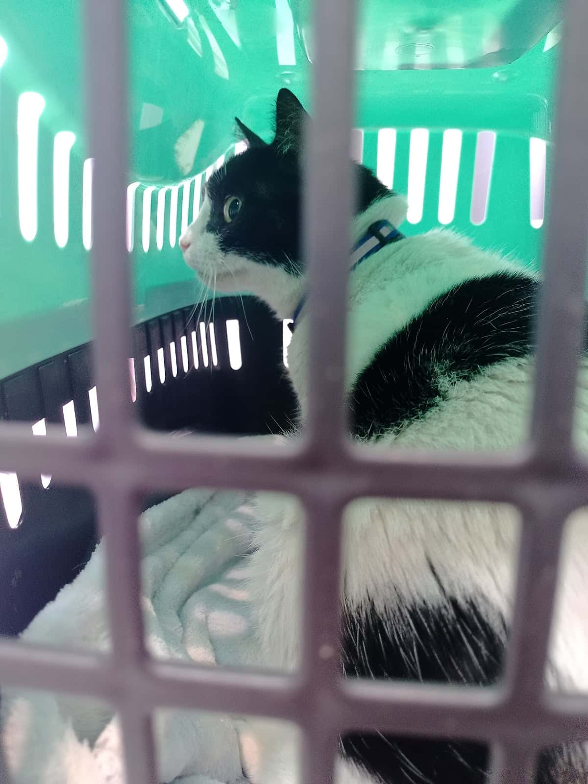 Clínica Veterinaria El Perro Verde
