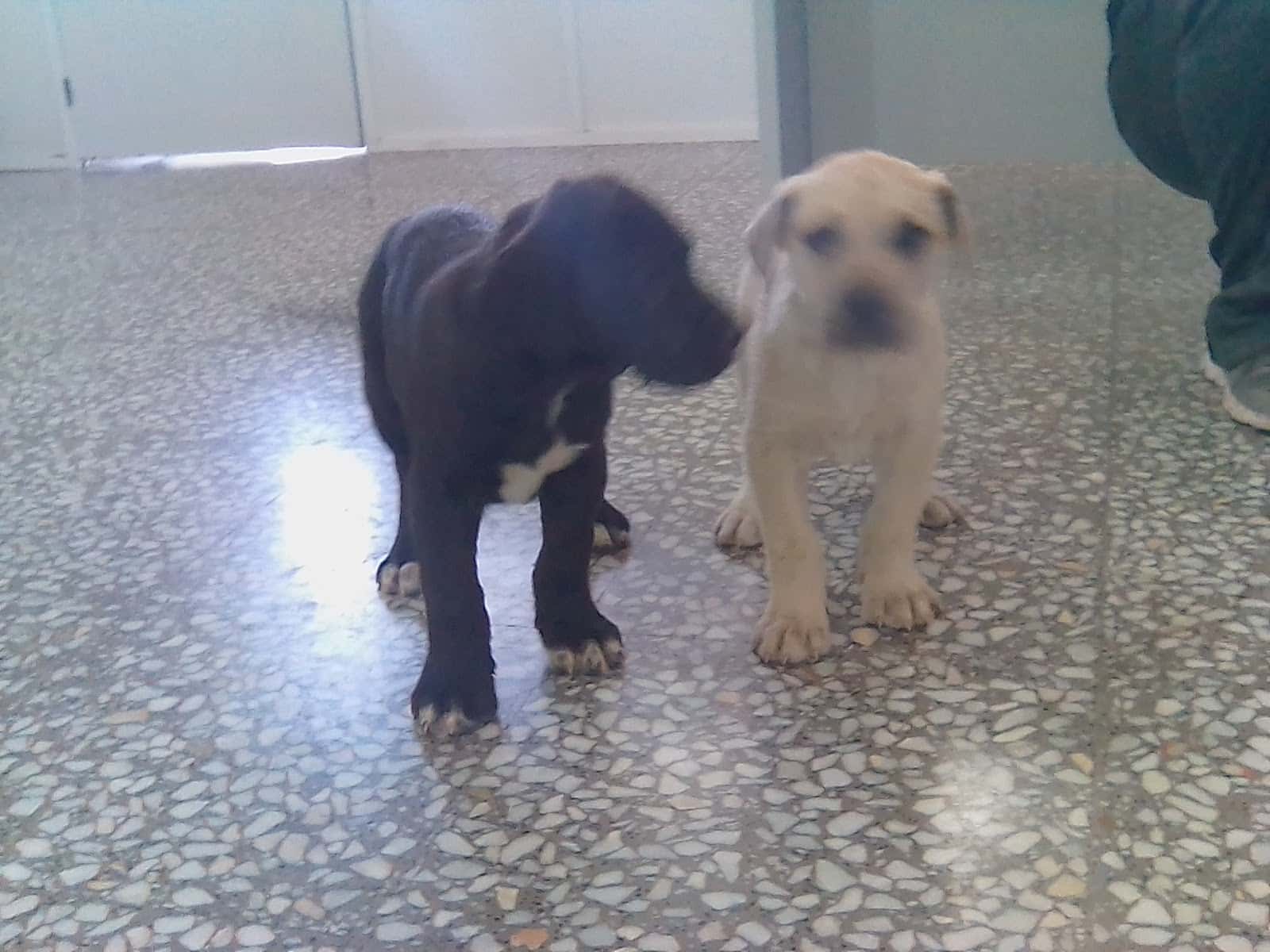 MASCOTA CENTER