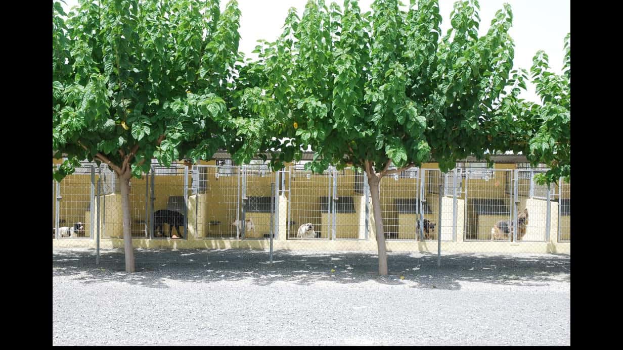 mascota center veterinario centro barrio alicante en alicante en alicante principalImage ADOPTA Sitios Pet Friendly