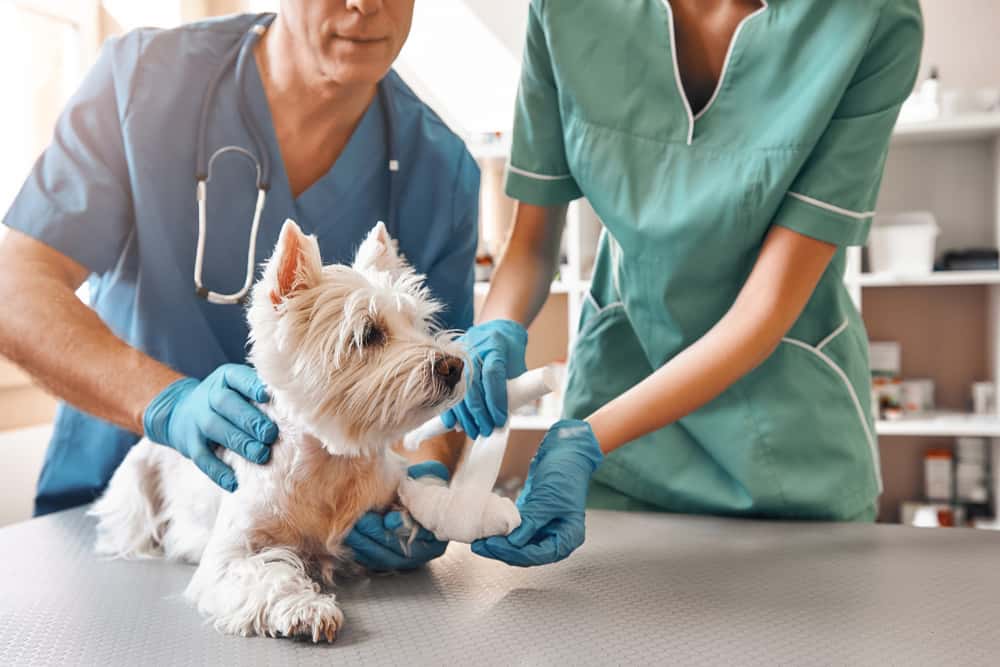 Mascotas.clinic