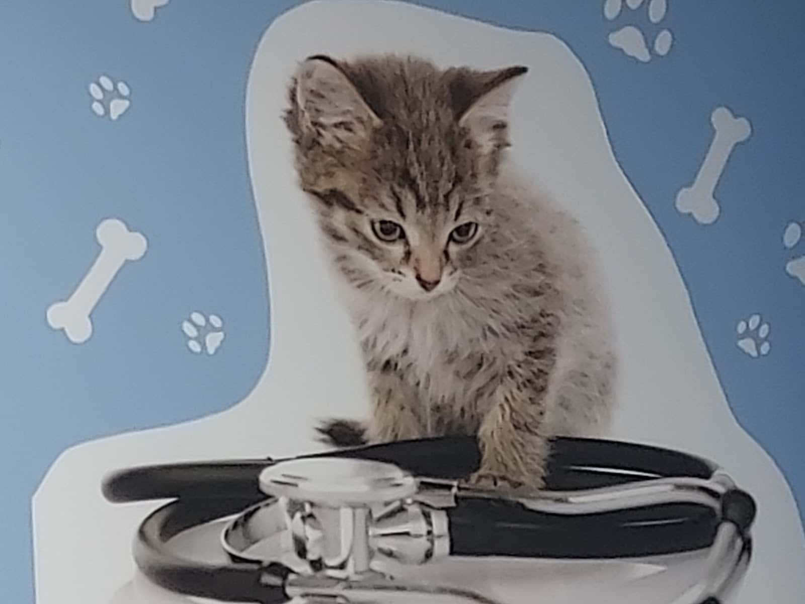 Clínica Veterinaria El Arca