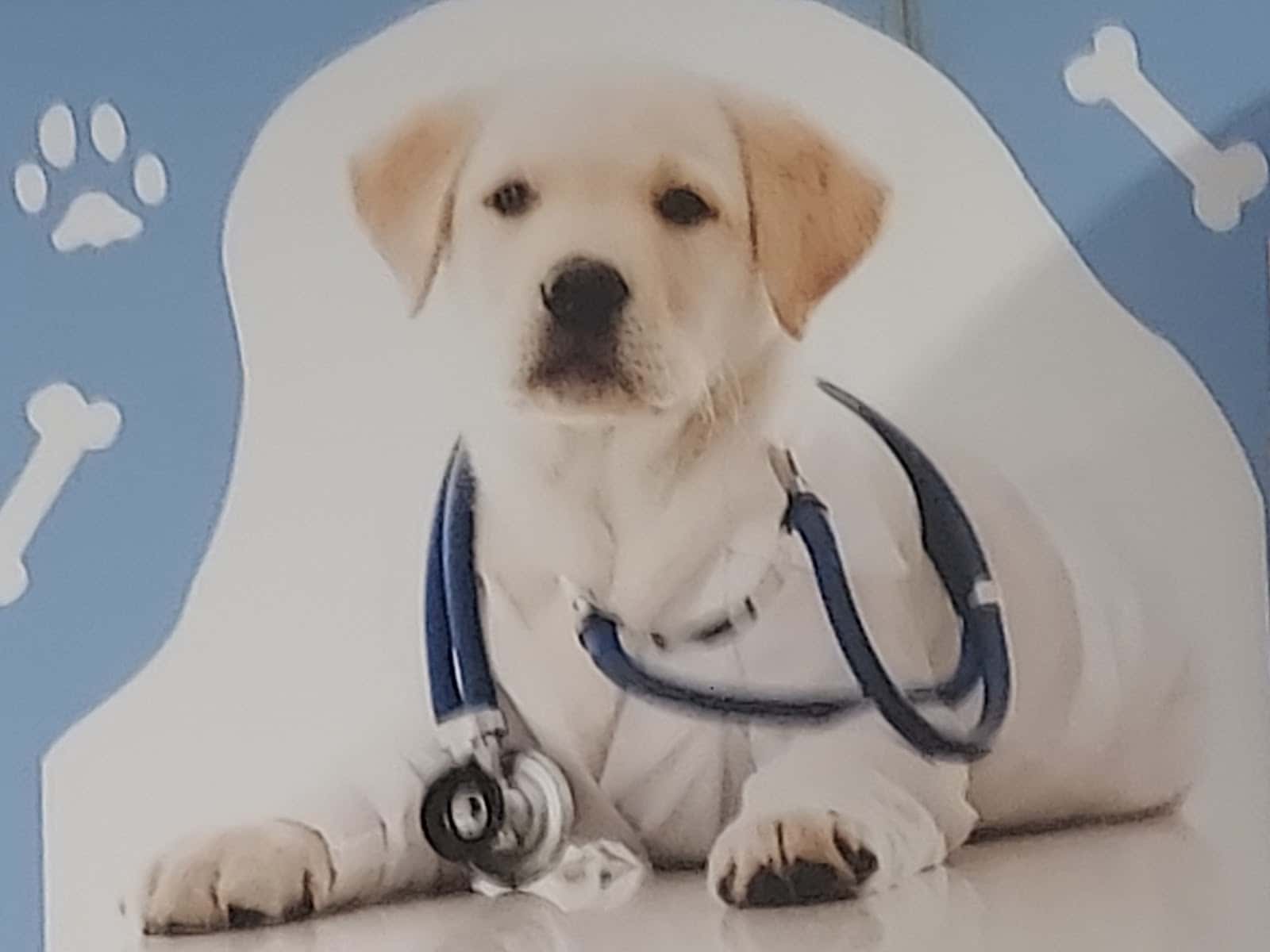 Clínica Veterinaria El Arca
